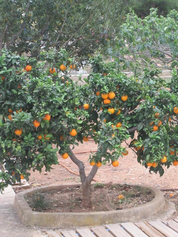 Residence Los Jardines Alcossebre Δωμάτιο φωτογραφία